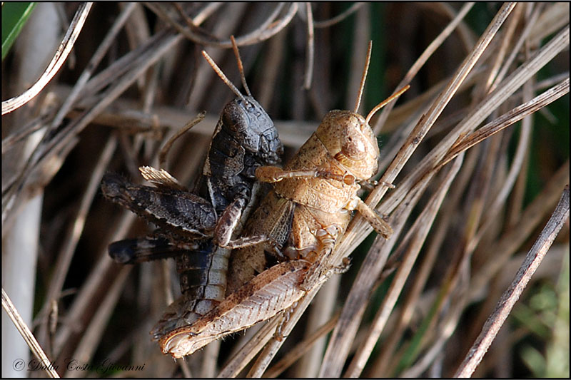 Pezotettix giornae (Acrididae Catantopinae)